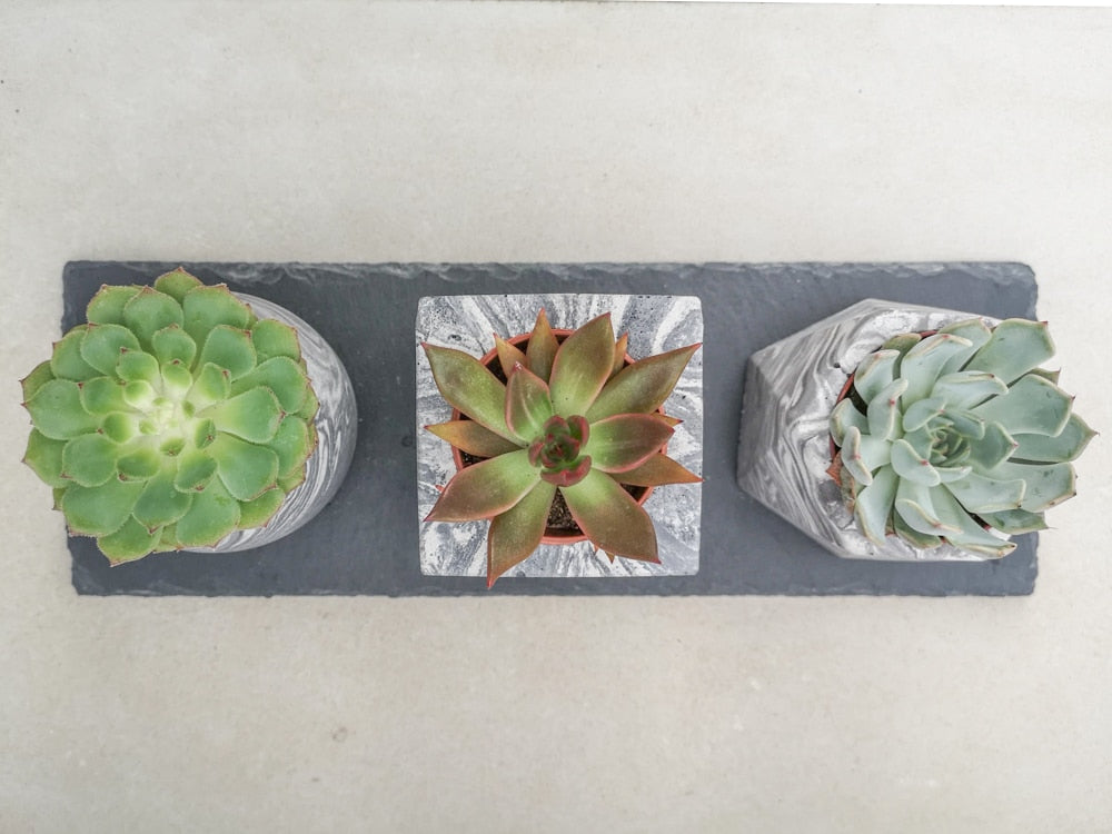 Caring for your Echeveria