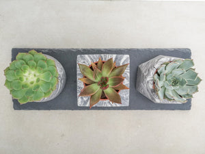 Caring for your Echeveria