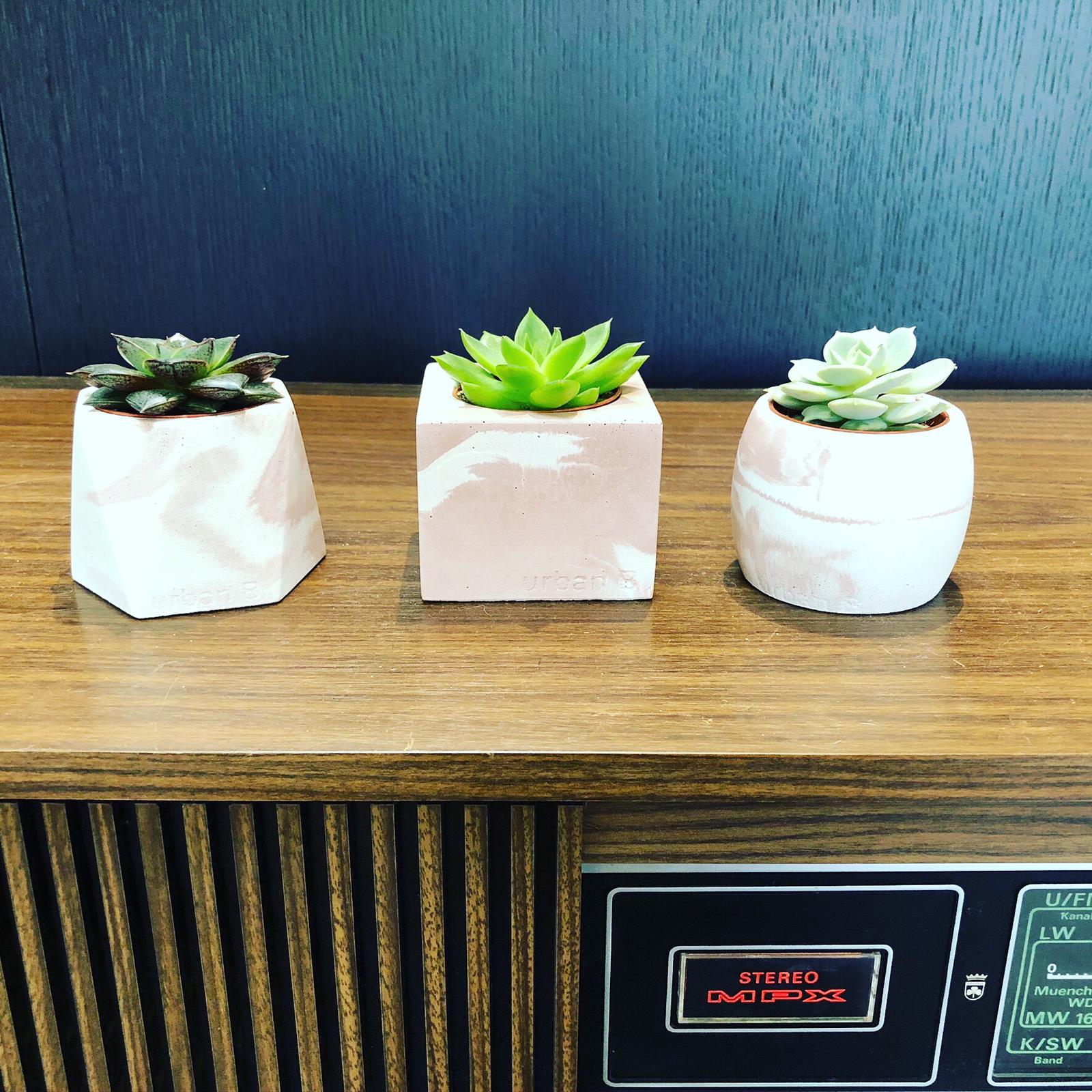 3 Concrete Pots with succulents